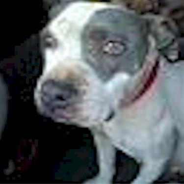 media/Gibsons Double Storm Lyly Pit Bull.jpg